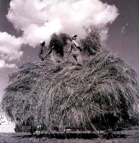 William Elliott Whitmore: Field Songs (Vinyl)